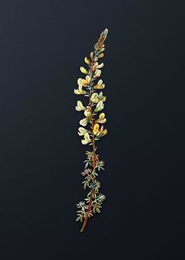 Vintage Adenocarpus Flower