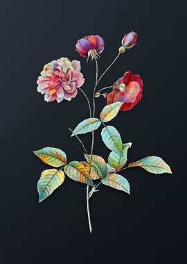 Vintage China Rose Flower