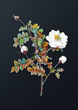 Vintage White Burnet Roses