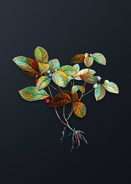 American Wintergreen Plant