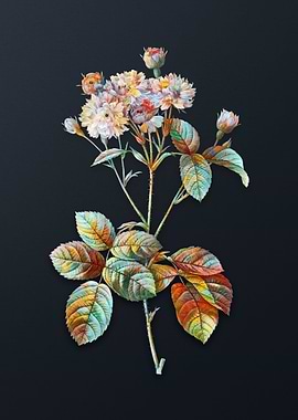 Vintage Pink Rosebush