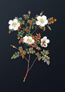 White Candolles Rose