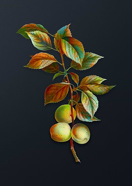 Vintage Brianonpricot