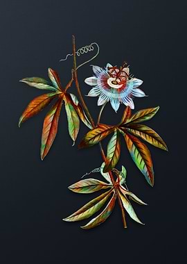 Vintage Blue Passionflower