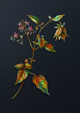 Vintage Bittersweet Flower