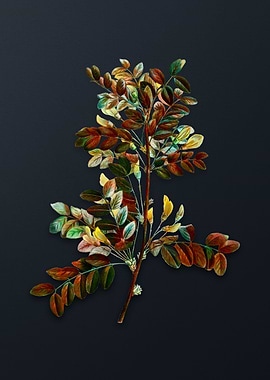 Vintage Siberian Pea Tree