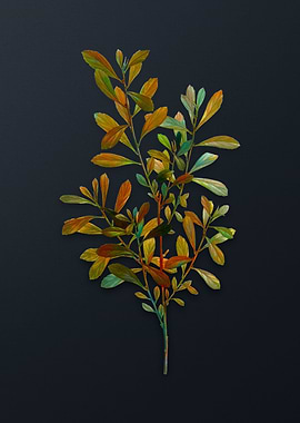 Vintage Bog Myrtle Flower