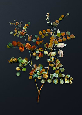 Spotted Bladder Senna