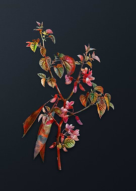 Vintage Judas Tree Flower