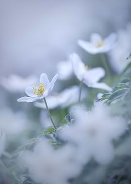 Photo of spring anemones