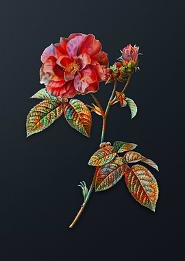 Vintage Apothecary Rose