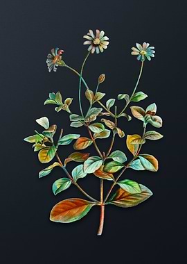 Blue Marguerite Plant