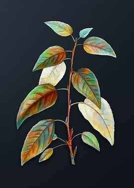 Balsam Poplar Leaves