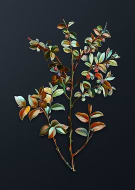 Vintage Bilberry Flower