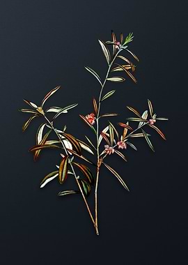 Vintage Bog Rosemary Bush