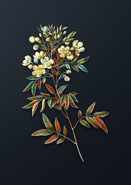 Vintage Argentine Senna