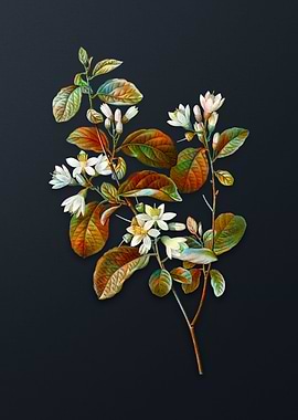 Vintage Snowdrop Bush