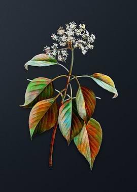 Vintage Pagoda Dogwood