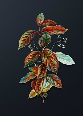 Vintage Broadleaf Spindle