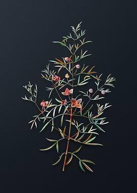 Vintage Boronia Pinnata