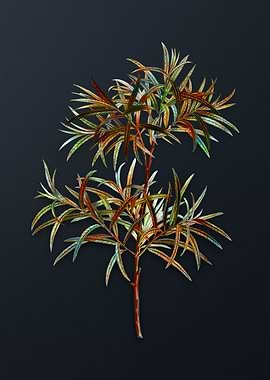 Vintage Bitter Willow