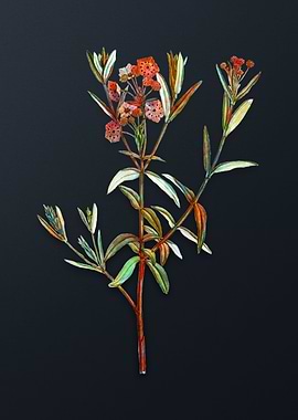 Vintage Bog Laurel Bloom