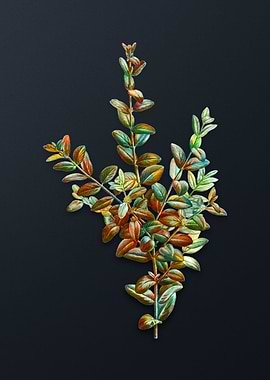 Vintage Boxwood Bush