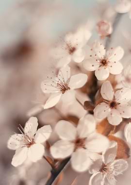 Spring flowers in garden