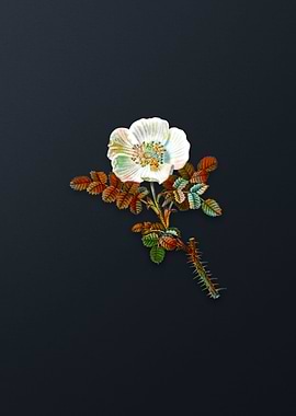 Vintage Burnet Rose Flower