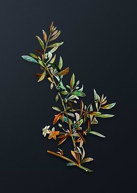 Vintage Goji Berry Branch