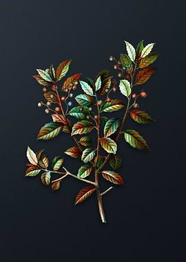 Vintage Evergreen Oak