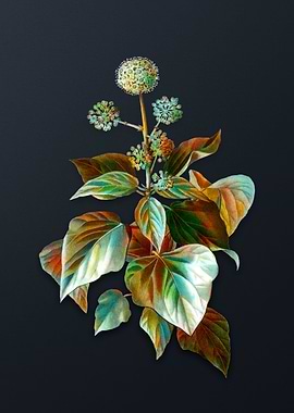 Vintage Common Ivy Flower