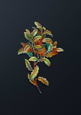 Vintage Evergreen Oak