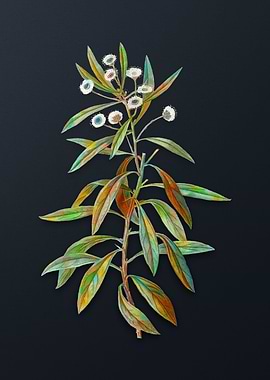 Vintage Globe Daisy Shrub