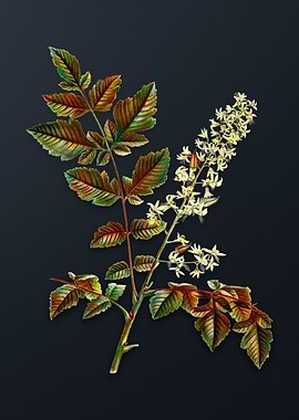 Vintage Golden Rain Tree