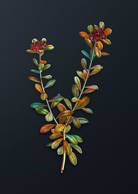 Daphne Sericea Flowers