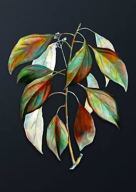 Vintage Camphor Tree