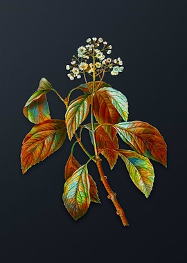 Vintage Climbing Hydrangea