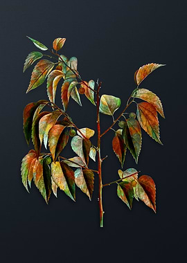 Vintage Common Hackberry