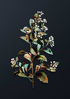 Vintage Eastern Baccharis