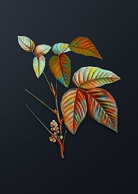 Vintage Eastern Poison Ivy