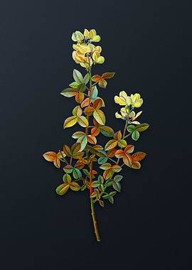 Vintage Common Cytisus