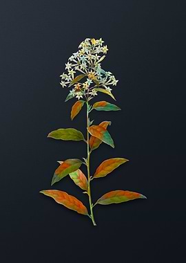 Vintage Green Cestrum