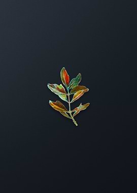 Buxus Colchica Twig Flower