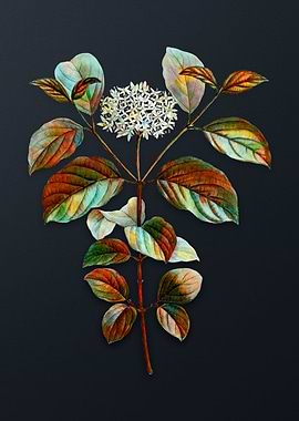 Vintage Common Dogwood