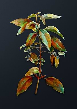 Chilean Wineberry Branch