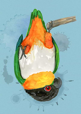 A blackheaded caique