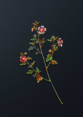 Vintage Capefrican Queen