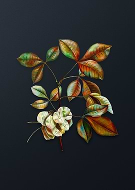 Vintage Common Hoptree