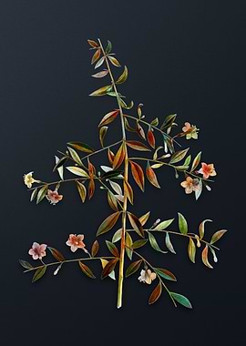 Vintage Goji Berry Branch